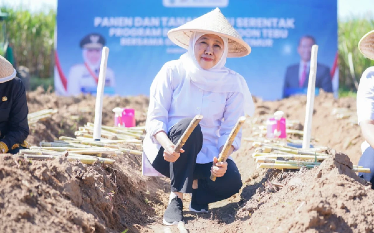 Thumbnail Berita - Sentra Tebu Terbesar, Gubernur Khofifah Tegaskan Posisi Penting Kabupaten Malang Kembangkan Industri Gula Nasional