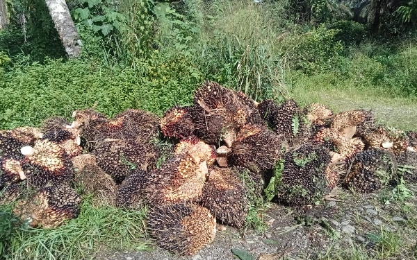 Thumbnail Berita - Eks Perangkat Nagari Diduga Panen Sawit Ilegal di TKD Muara Kiawai