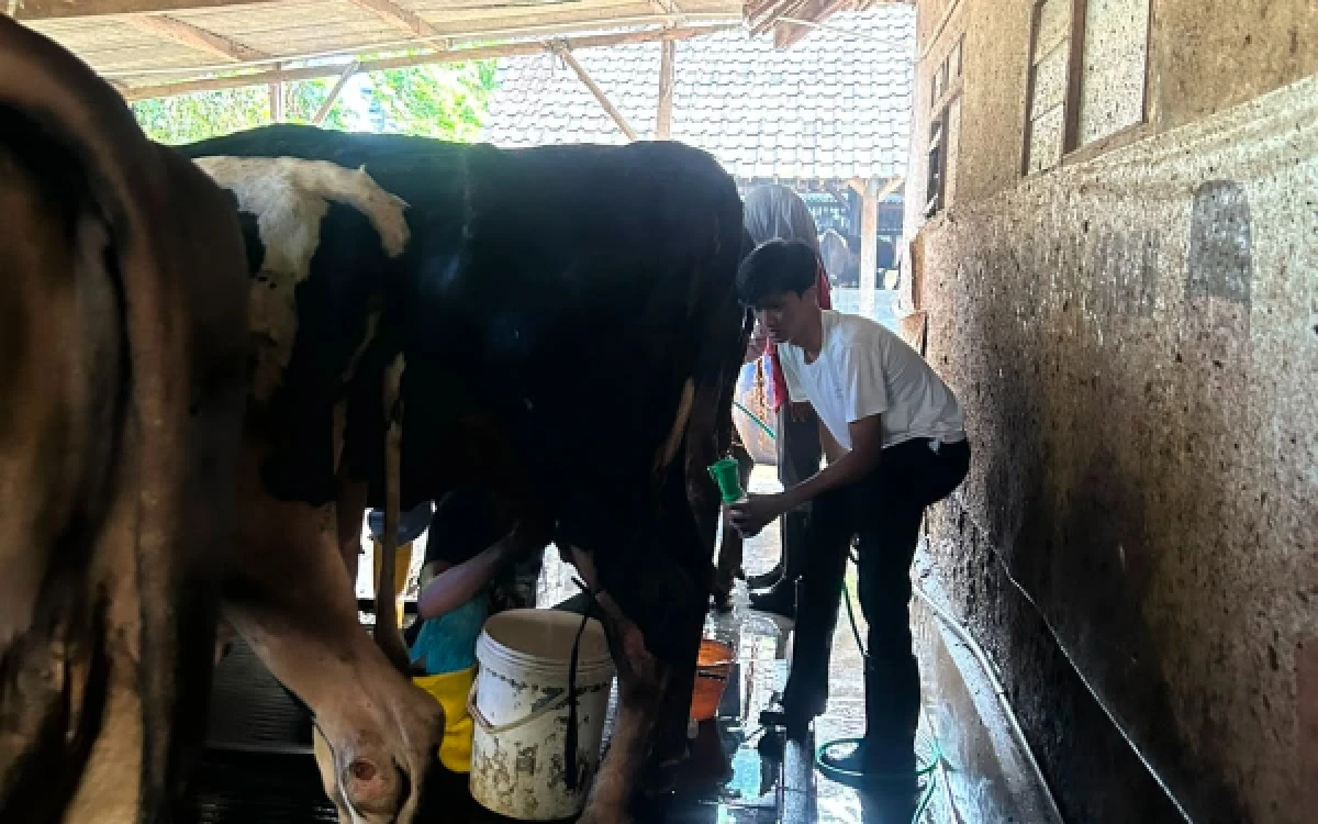 Thumbnail Berita - Mahasiswa UB Ajak Peternak Manfaatkan Daun Sirih Agar Sapi Perah Lebih Sehat