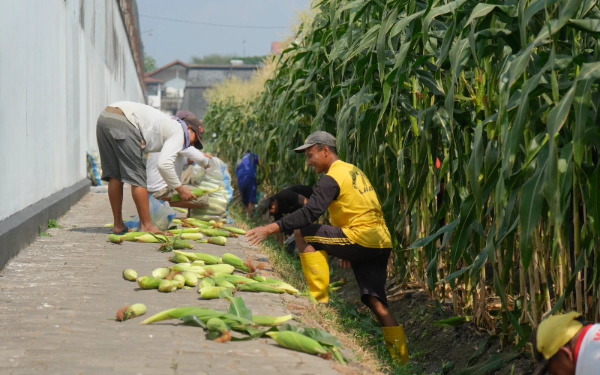 Thumbnail Berita - Lapas Malang Panen Perdana Jagung Manis, Jadi Wujud Kemandirian Warga Binaan