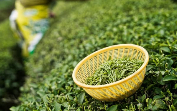 Thumbnail 4 Jenis Teh Indonesia yang Kaya Manfaat, Bisa untuk Diet