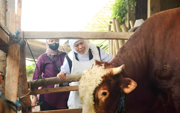 Sambut Idul Adha, Gubernur Khofifah Pastikan Hewan Kurban Tervaksin dan Sehat