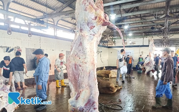 Ratusan Hewan Kurban Disembelih di RPH Tunas Malang, Belum Ditemukan Penyakit