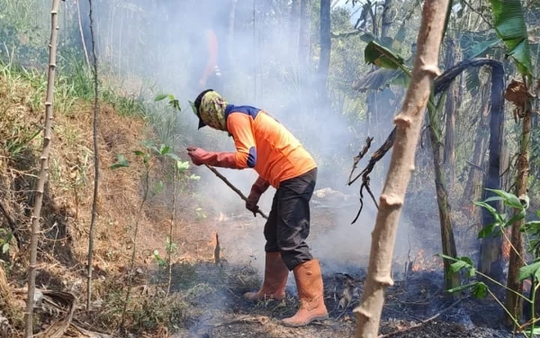 Selama Oktober, 5,7 Hektar Hutan Pinus Kota Batu Habis Terbakar