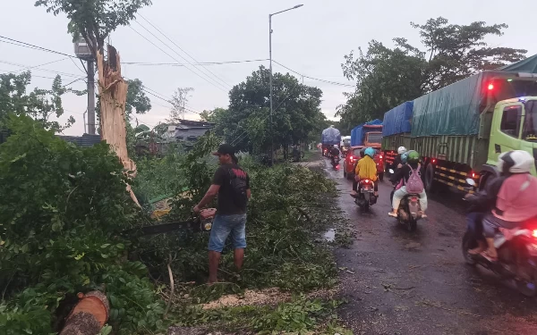23 Pohon di Jember Tumbang Akibat Hujan Disertai Angin Kencang
