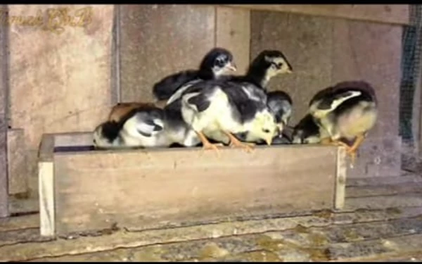 Racikan Pakan Anak Ayam Usia 0-2 Bulan, Bikin Hemat Tumbuh Sehat dan Cepat Besar