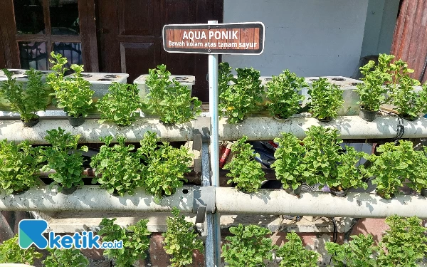 Thumbnail Bertani Sekaligus Budidaya Ikan dengan Metode Akuaponik