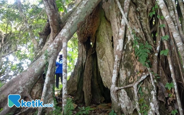 Thumbnail Di Luar Nalar, Begini Cerita Mistis Punden Jatingarang di Pacitan
