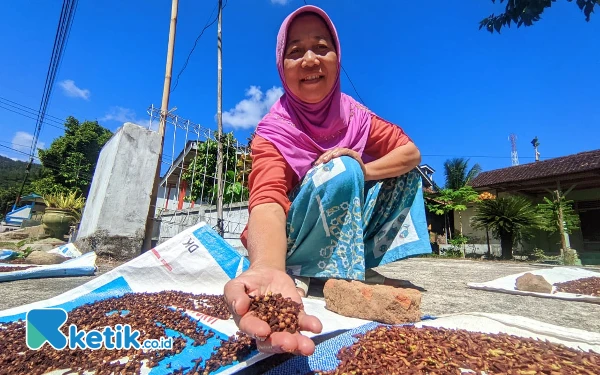 Thumbnail Cengkeh di Pacitan Kian Murah, Harga Anjlok Drastis ke Rp90.000 per Kg