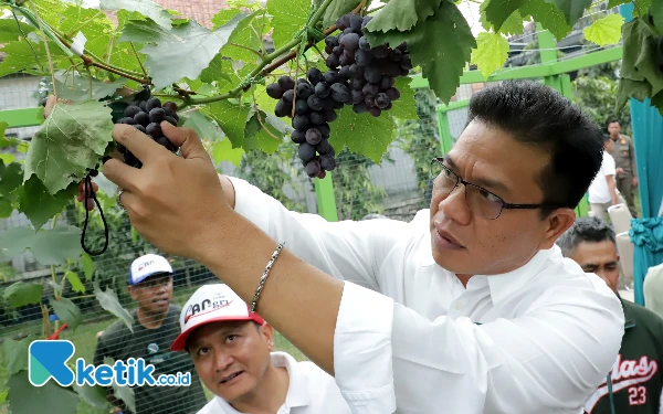 Thumbnail Istimewa, Bupati Bandung Panen Perdana Buah  Anggur di HUT ke-79 Kemerdekaan RI