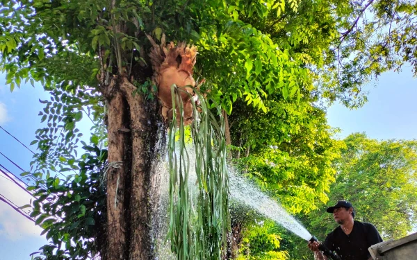 Anggrek Tanduk Rusa dan Ekor Tupai Hiasai Alun-Alun Lumajang