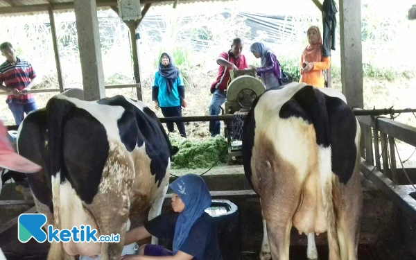 Thumbnail Berita - Hilirisasi Susu Dinilai Jadi Kunci Tingkatkan Kesejahteraan Peternak Sapi Perah