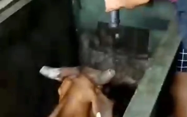 Thumbnail Viral! Video Proses Penyembelihan Diduga di RPH Pegirian Surabaya, Tembak Sapi hingga Tersungkur