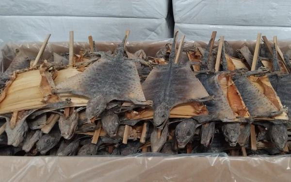 Thumbnail Diekspor Ke Tiongkok, BBKP Jatim Sertifikasi Tokek Kering Senilai Rp1,75 Miliar