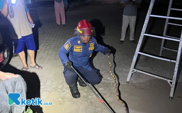 Thumbnail Awas! Marak Satwa Liar Masuk Pemukiman Warga saat Musim Hujan