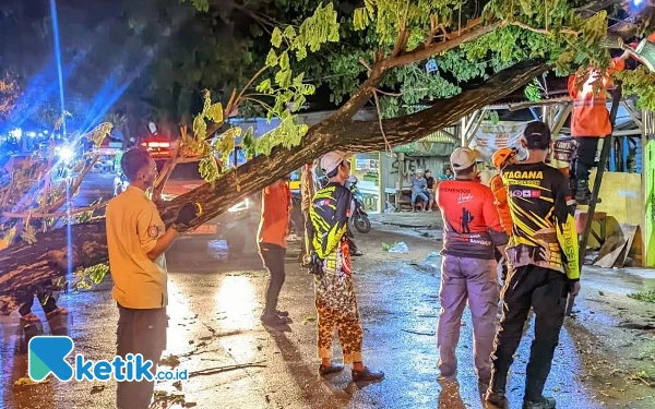 Thumbnail Sejumlah Pohon Tumbang di Kota Cilegon Akibat Diguyur Hujan Deras Selama 2 Hari