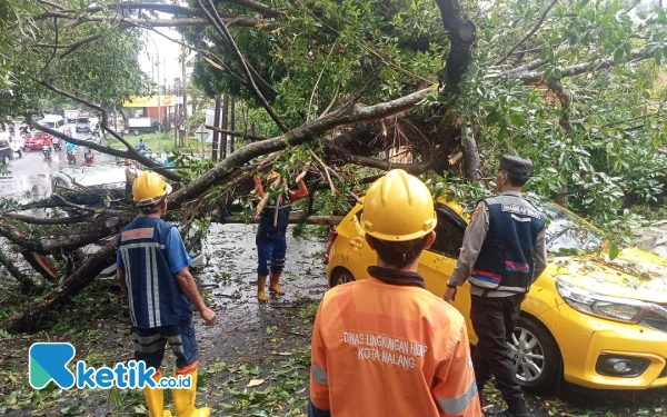 Pohon Tumbang Timpa Dua Mobil di Jalan Terusan Dieng Kota Malang, DLH Fokus Perempesan Titik Rawan