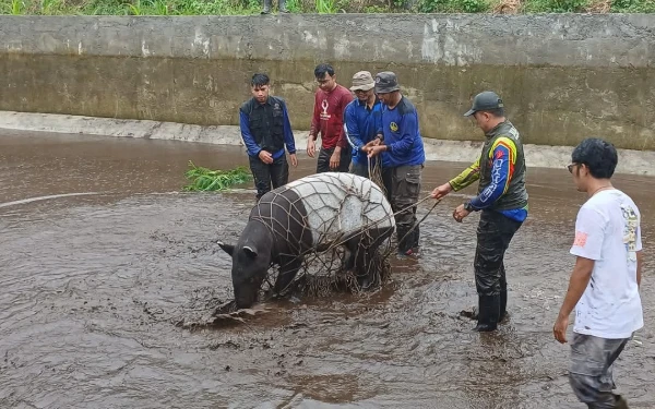 Tim BKSDA Evakuasi Tapir Masuk Kolam di Pasaman Barat