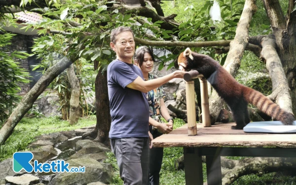 Thumbnail Konsul Jenderal Jepang Pantau Red Panda dan Jerapah di Batu Secret Zoo
