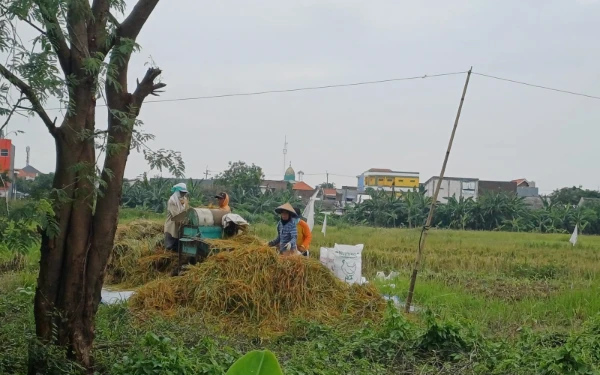 Thumbnail Cuaca Ekstrem, 1138,61 Hektar Sawah Terendam Banjir di Jatim