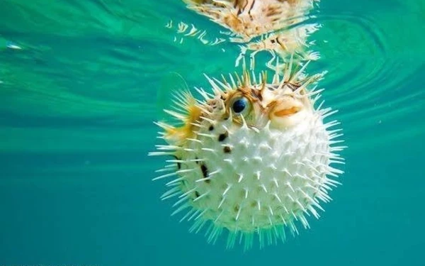 Thumbnail Berita - Dosen Unair Ungkap Gejala Keracunan Ikan Buntal