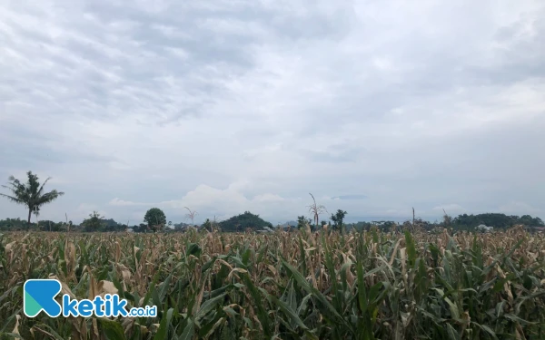 Thumbnail Presiden Prabowo Naikkan HPP Beras dan Jagung, Ini Harapan Kalangan Petani