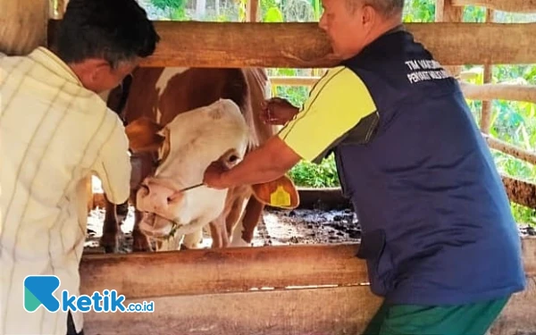 Thumbnail Penularan PMK Tewaskan 8 Sapi di Pacitan: Peternak Harus Lakukan Apa?