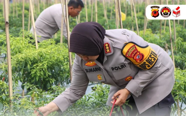 Wujudkan Ketahanan Pangan, Polres Cirebon akan Tanam Jagung di 5 Hektare Lahan Pasaleman