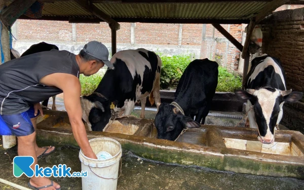 Thumbnail Enggan Merugi Akibat PMK, Peternak Sapi di Kota Malang Urung Jual Ternaknya