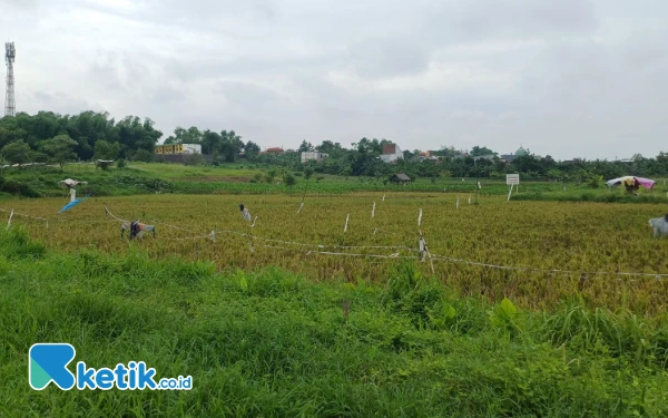 Thumbnail Kementan Gelontor DAK Rp45,4 Miliar untuk Rehabilitasi Daerah Irigasi di Jawa Timur