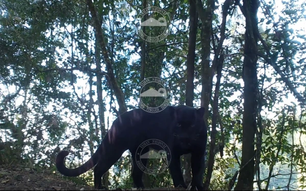 Thumbnail Penampakan Langka Macan Tutul Hitam di Bromo