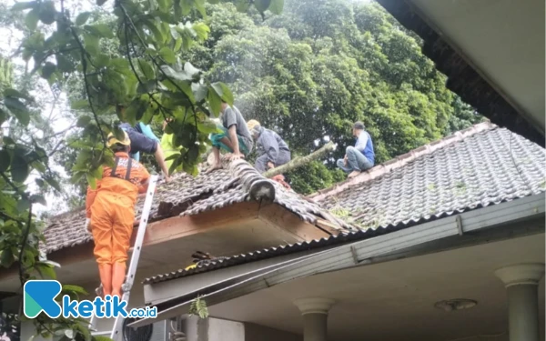 Thumbnail Cuaca Ekstrem, Pohon di Sejumlah Titik Kota Batu Tumbang