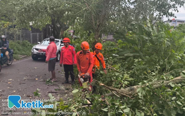 Thumbnail Angin Kencang Sebabkan 9 Kasus Pohon Tumbang di Kota Malang