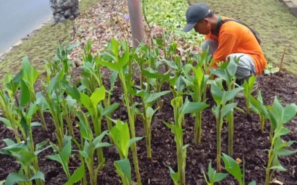 Pemkot Surabaya Optimalkan Tanah Sedimen untuk Penataan Jalur Hijau