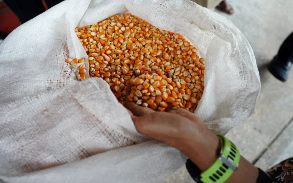 Thumbnail Berita - Pemerintah Tetapkan HPP Jagung Rp5.500/Kg, Bulog Siap Serap 1 Juta Ton