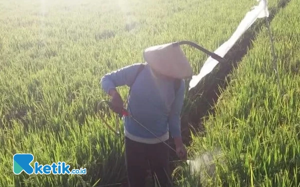 Thumbnail Diserang Hama Wereng, 5 Hektar Sawah di Pacitan Disemprot Massal Petani