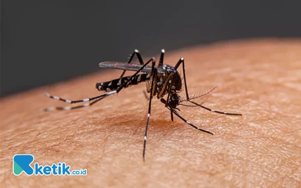 Thumbnail Waspada, Selama 2 Bulan Ada 23 Kasus DBD di Kota Batu