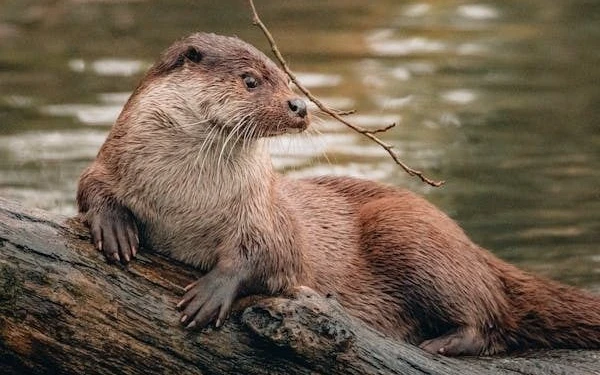 Thumbnail Viralnya Tren Pelihara Otter, Dosen Satwa Liar Unair: Jangan Sampai Terjadi Eksploitasi