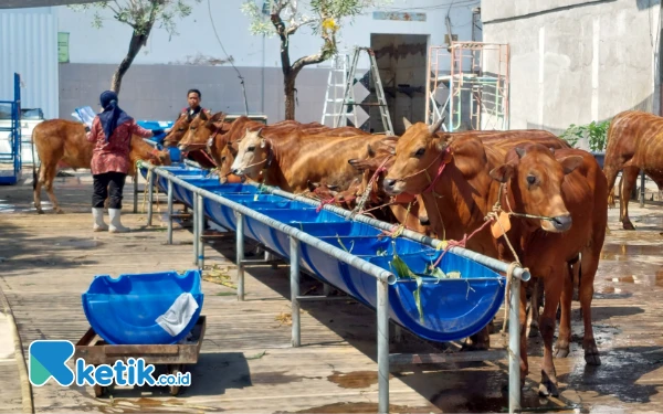 Thumbnail RPH Surabaya Siapkan 20 Ton Daging Sapi per Hari Selama Ramadhan