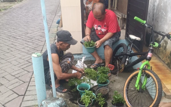 Membudidayakan Bayam Brazil yang Kaya Nutrisi di Surabaya