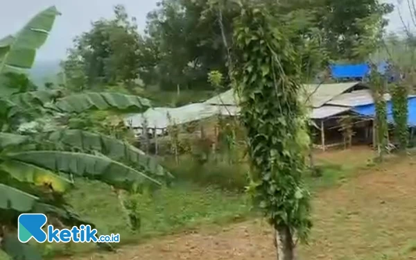 Pejudi Sabung Ayam Hina Polisi, Begini Respons Kapolres Sampang