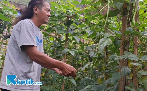 Thumbnail Berita - Mengenal Saiful Akbar, Jurnalis TV Sekaligus Petani Sayur Sistem Tumpang Sari Kota Batu
