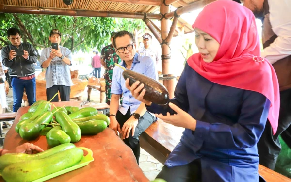 Alpukat Kelud Jadi Ikon Kabupaten Kediri, Gubernur Khofifah Takjub dengan Ukurannya
