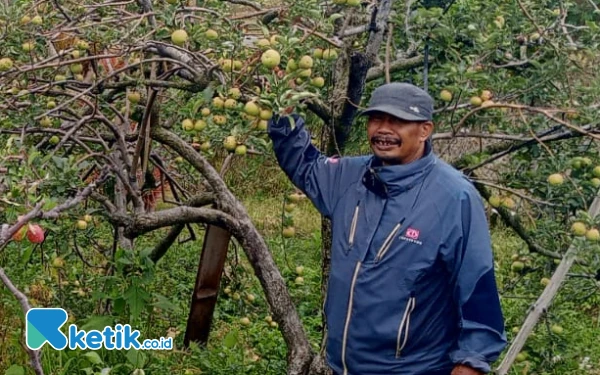 Thumbnail Berita - Kisah Utomo, Pertahankan Pertanian Apel Batu dari Kepunahan