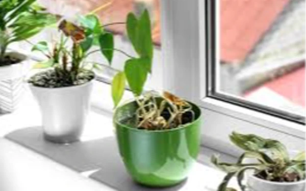 Thumbnail 5 Cara Atasi Tanaman Layu  Saat Ditinggal Mudik