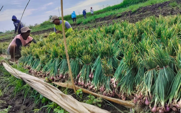 Thumbnail Berita - Curah Hujan Tinggi, Petani Bawang Merah di Kabupaten Probolinggo Merugi Ratusan Juta