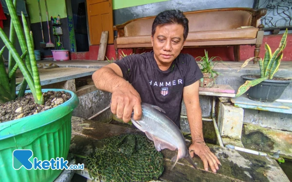Thumbnail Berita - Jaga Gizi Keluarga, Ayah di Pacitan Sukses Budidaya Ikan Tawar Skala Rumahan