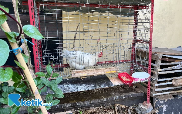Thumbnail Warga Kota Malang Beberkan Cara Ternak Ayam di Pekarangan Sempit, Ecoenzyme Jadi Solusi