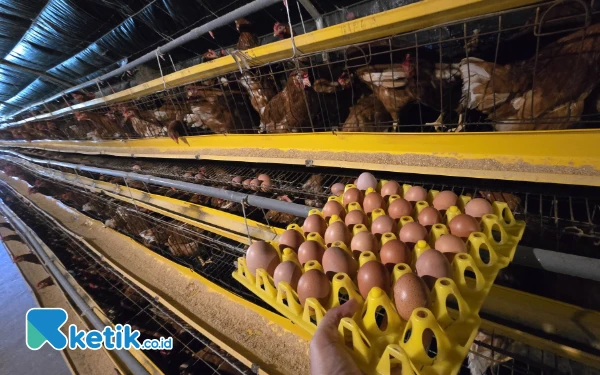 Thumbnail Berita - ‎Menko Pangan Zulhas Akan Jadikan Telur Alat Negosiasi Tarif Trump ke AS  ‎