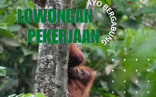Thumbnail Berita - Yayasan Ekosistem Lestari Mencari Manager Pusat Reintroduksi Orang Utan, Penempatan Aceh!
